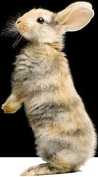Veterinary services for your pet04