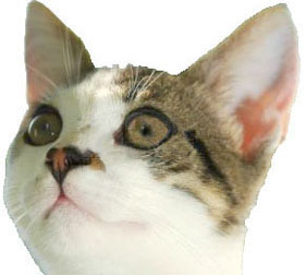 Veterinary services for your pet21